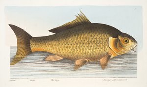 鲤鱼，来自鱼类和鱼塘的论文，酒吧。 1832年（手工彩色雕刻）