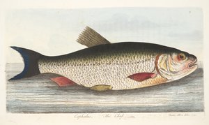 The Chub，来自A Fishise on Fish and Fish-ponds，pub。 1832年（手工彩色雕刻） 作者 以利亚撒·阿尔宾