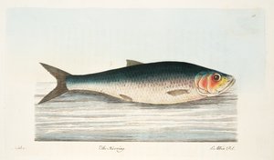 鲱鱼，来自鱼类和鱼塘的论文，酒吧。 1832年（手工彩色雕刻）