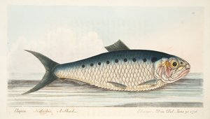 The Shad，来自A Fishise on Fish and Fish-ponds，pub。 1832年（手工彩色雕刻） 作者 以利亚撒·阿尔宾