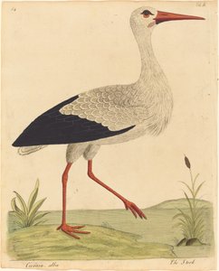 鹳 (Ciconia Alba)