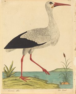 The Stork Ciconia Alba, published 17311738.