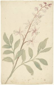 花卉研究 作者 埃利亚斯·范奈梅亨