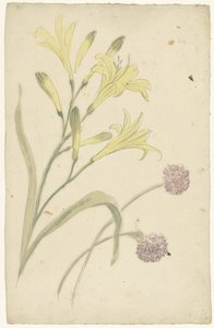 黄色百合和开花洋葱的花卉研究 作者 埃利亚斯·范奈梅亨