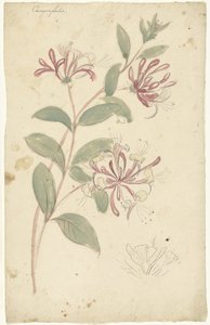 金银花 作者 埃利亚斯·范奈梅亨
