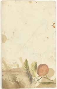 橙子 作者 埃利亚斯·范奈梅亨