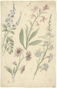 粉色和蓝色花朵的四项研究 作者 埃利亚斯·范奈梅亨