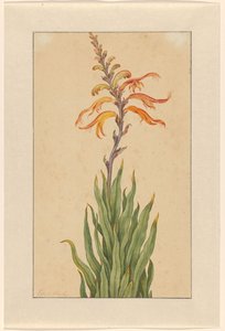 莽草 作者 Elias van den Broeck（艺术家签名）