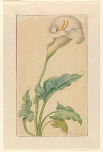 白秋海棠 作者 Elias van den Broeck（艺术家签名）