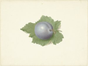 叶上梅花 作者 Elisabeth Geertruida van de Kasteele