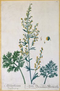苦艾酒，来自&39;Herbarium Blackwellianum&39;的艺术家，1757年（彩色版画） 作者 伊丽莎白布莱克威尔