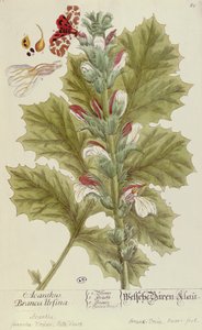 Acanthus Branca Ursina，来自A Curious Herbal，于1757年在纽伦堡出版