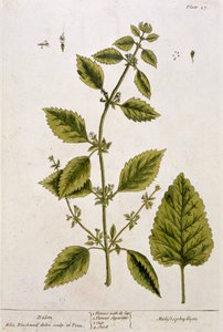 Balm，27号来自&39;A Curious Herbal&39;，1782年出版（彩色版画）