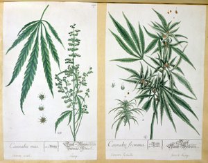 大麻mas和大麻foemina，来自&39;Herbarium Blackwellianum&39;，1757年（笔和墨水和纸上的wc）