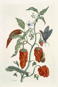 紫草，来自&39;A Curious Herbal&39;，1782年（彩色雕刻）