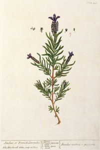 法国薰衣草，来自&39;A Curious Herbal&39;的241号板，1782年出版（彩色雕刻） 作者 伊丽莎白布莱克威尔