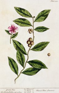 绿茶，来自&39;A Curious Herbal&39;的盘子351，1782年出版（彩色版画） 作者 伊丽莎白布莱克威尔