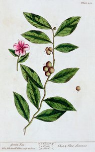 绿茶，1782年 作者 伊丽莎白布莱克威尔