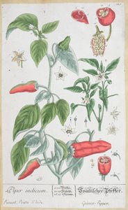 几内亚胡椒（Piper Indicum）板块来自德国版的“A Curious Herbal”，于1757年出版