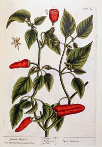 几内亚胡椒，来自&39;A Curious Herbal&39;的129号板，于1782年出版（彩色雕刻） 作者 伊丽莎白布莱克威尔