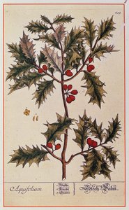 来自&39;A Curious Herbal&39;的霍莉，1782年 作者 伊丽莎白布莱克威尔