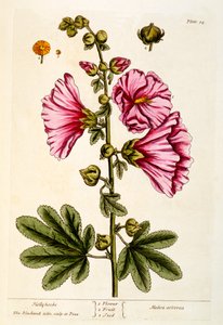 蜀葵，来自&39;A Curious Herbal&39;的板54，出版于1782年（彩色雕刻） 作者 Elizabeth Blackwell