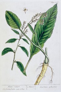 辣根, 1782 作者 伊丽莎白布莱克威尔