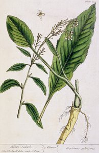 辣根，盘子415来自&39;A Curious Herbal&39;，1782年出版（彩色版画） 作者 伊丽莎白布莱克威尔