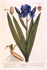 Iris，来自&39;A Curious Herbal&39;的69号板，1782年出版（彩色雕刻） 作者 伊丽莎白布莱克威尔