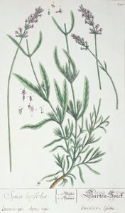 薰衣草穗，由艺术家1757年的&39;Herbarium Blackwellianum&39;制版（笔墨和纸上的纸） 作者 伊丽莎白布莱克威尔