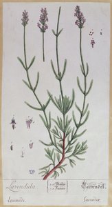 薰衣草，1757年由艺术家“植物标本馆Blackwellianum”制作的板材（笔墨水和纸张上的wc） 作者 伊丽莎白布莱克威尔