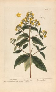 珍珠菜（Loosestrife），《好奇的草药》第 278 版，第二卷，伦敦，1737 年 作者 伊丽莎白布莱克威尔