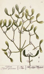 来自&39;A Curious Herbal&39;的槲寄生，1782年
