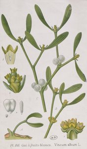 槲寄生，来自&39;A Curious Herbal&39;，于1757年在纽伦堡出版 作者 伊丽莎白布莱克威尔