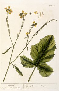 芥末，来自&39;A Curious Herbal&39;的板446，1782年出版（彩色雕刻）