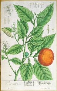 带果实的橙色枝条，出自1757年在纽伦堡出版的《奇特的草药》（彩色雕刻）。