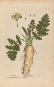 Pastinaca（欧洲防风草），《好奇的草药》第 379 版，第二卷，伦敦，1737 年 作者 伊丽莎白布莱克威尔