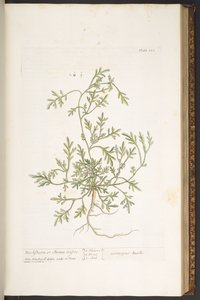 图版 120，选自《奇异的草药 作者 伊丽莎白布莱克威尔
