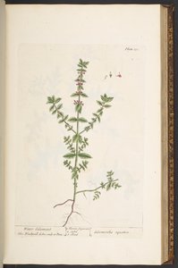 插图 131，选自《奇异的草药 作者 伊丽莎白布莱克威尔