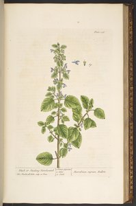 图 136，选自《奇异的草药 作者 伊丽莎白布莱克威尔