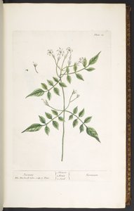 图版 13，茉莉花，选自《奇异的草药 作者 伊丽莎白布莱克威尔