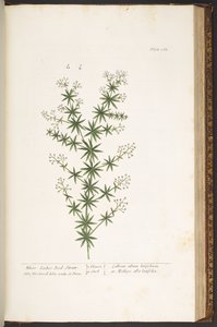 图 168，选自《奇异的草药 作者 伊丽莎白布莱克威尔