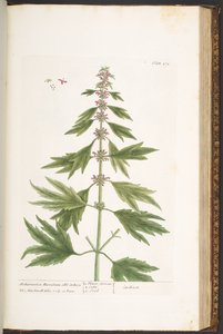 图 171，选自《奇异的草药 作者 伊丽莎白布莱克威尔