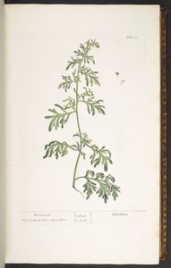 插图 17，艾草，选自《奇异的草药 作者 伊丽莎白布莱克威尔