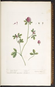 图版 20，紫色三叶草，选自《奇异的草本植物 作者 伊丽莎白布莱克威尔