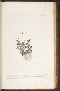 图版 212，选自《奇异的草药 作者 伊丽莎白布莱克威尔