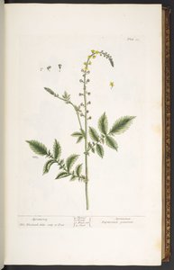 插图 21，《神奇的草药》中的 "苦参"。 作者 伊丽莎白布莱克威尔