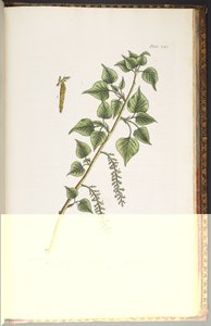 图版 248，选自《奇异的草药 作者 伊丽莎白布莱克威尔