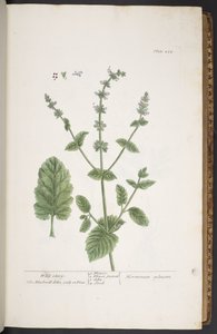 图版 258，选自《奇异的草药 作者 伊丽莎白布莱克威尔