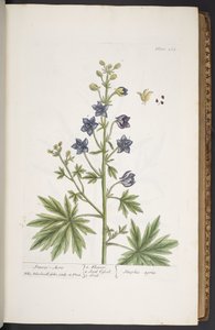 图版 265，选自《奇异的草药 作者 伊丽莎白布莱克威尔